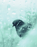 Обои Pigeon In Rain Drops 128x160