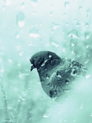 Das Pigeon In Rain Drops Wallpaper 132x176