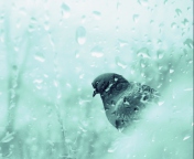 Pigeon In Rain Drops wallpaper 176x144