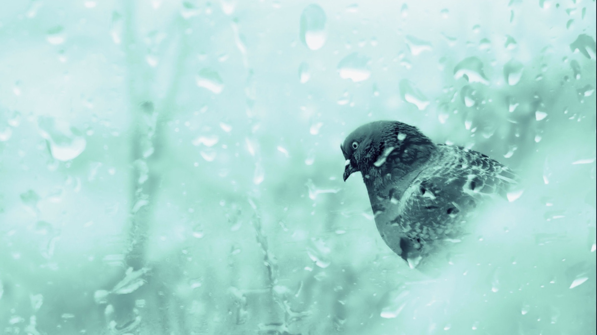 Screenshot №1 pro téma Pigeon In Rain Drops 1920x1080