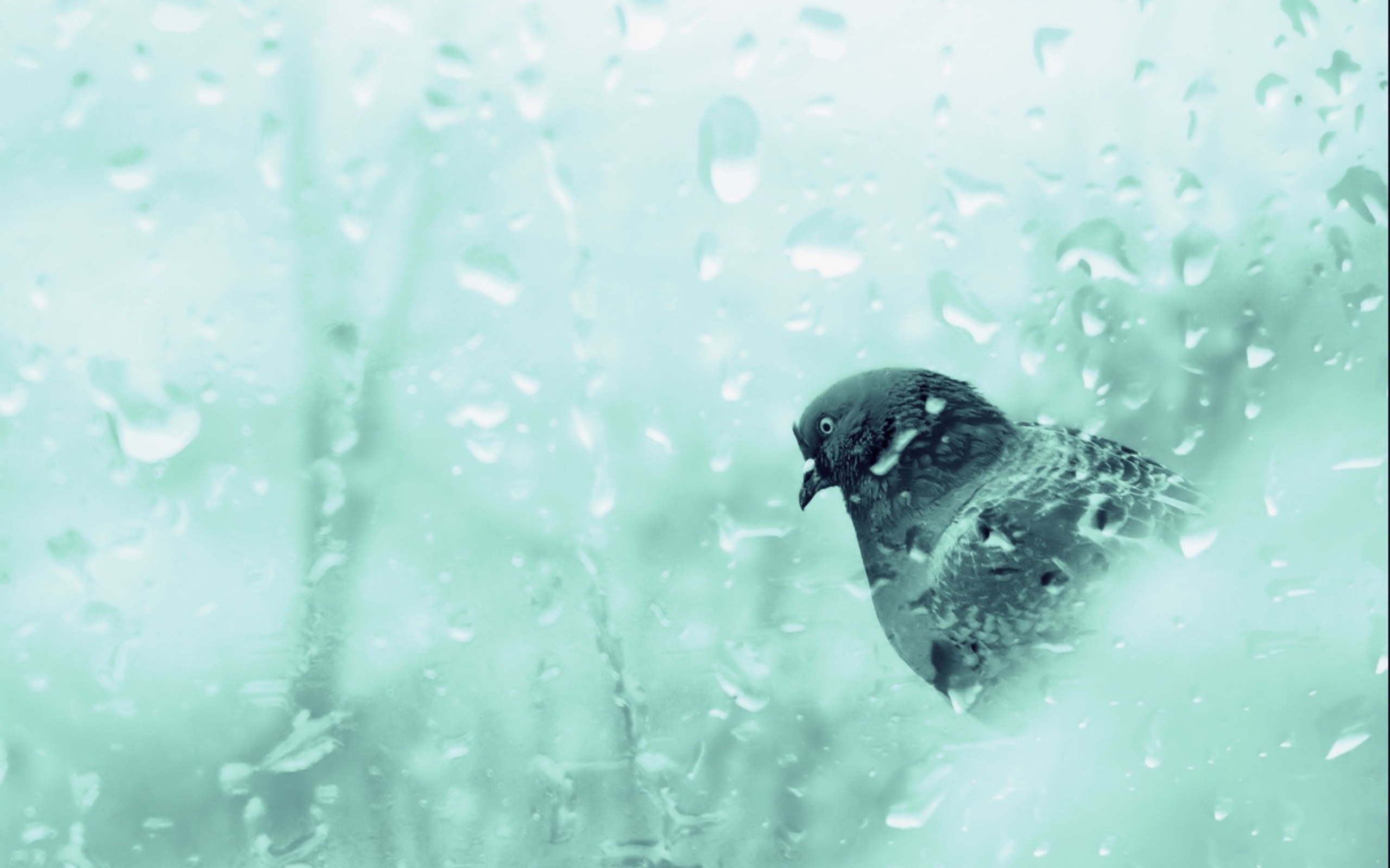 Screenshot №1 pro téma Pigeon In Rain Drops 2560x1600
