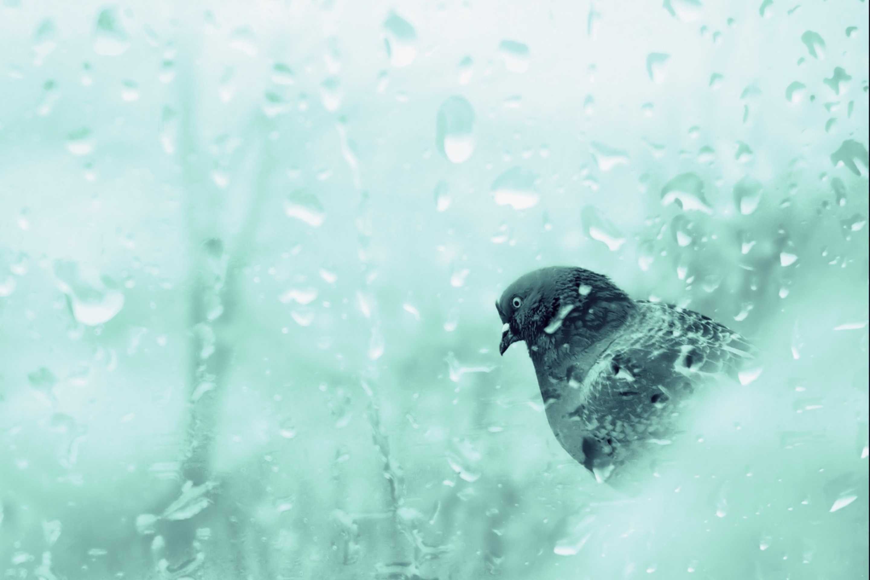 Screenshot №1 pro téma Pigeon In Rain Drops 2880x1920