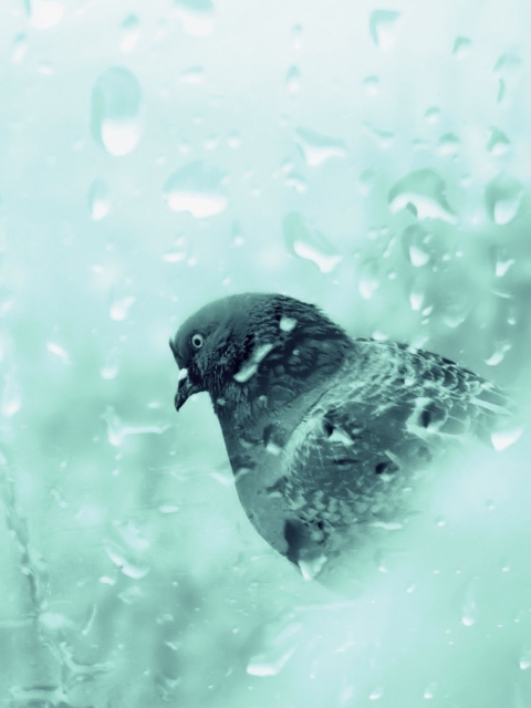 Sfondi Pigeon In Rain Drops 480x640