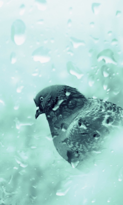 Screenshot №1 pro téma Pigeon In Rain Drops 480x800