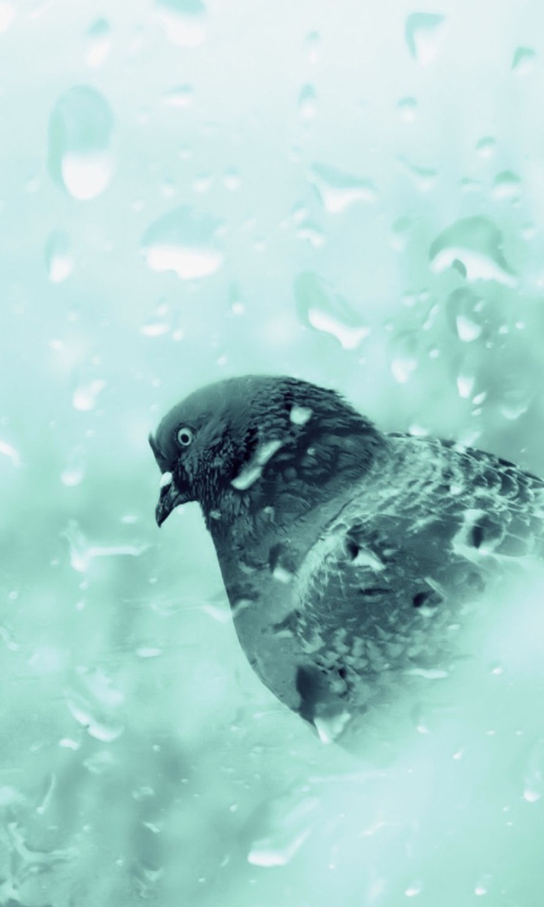 Das Pigeon In Rain Drops Wallpaper 768x1280