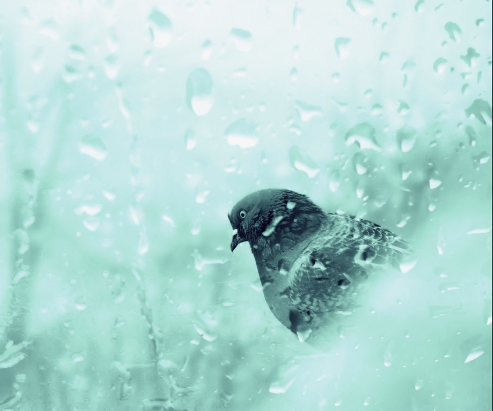 Обои Pigeon In Rain Drops 960x800