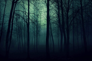 Free Dark Woods Picture for Android, iPhone and iPad