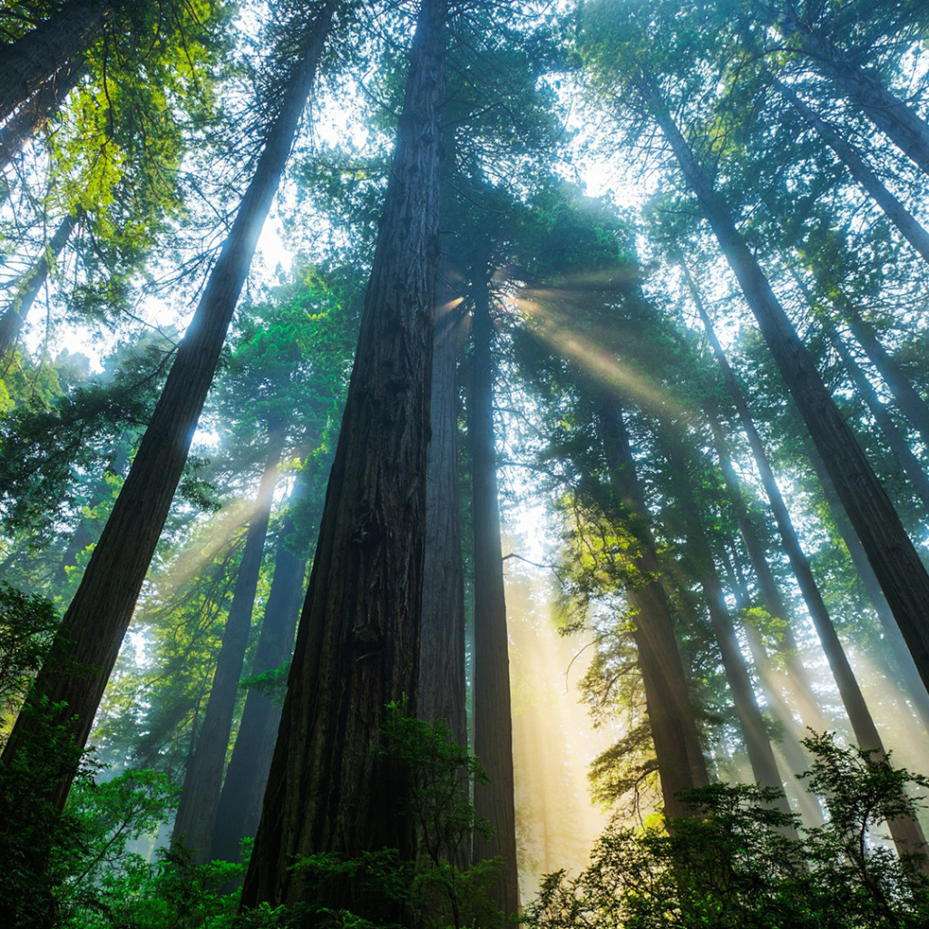Обои Trees in Sequoia National Park 1024x1024