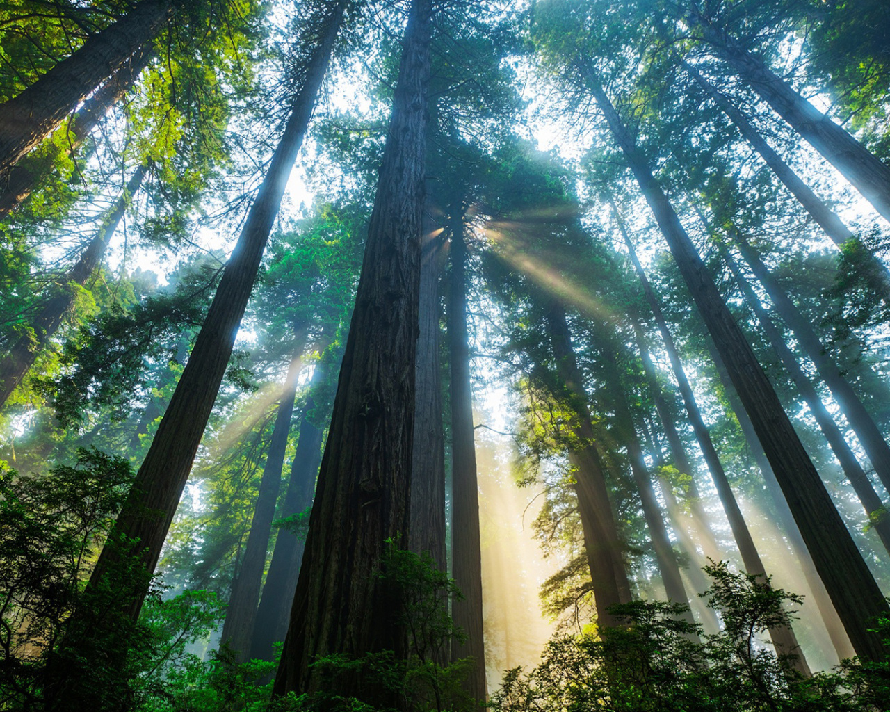 Fondo de pantalla Trees in Sequoia National Park 1280x1024
