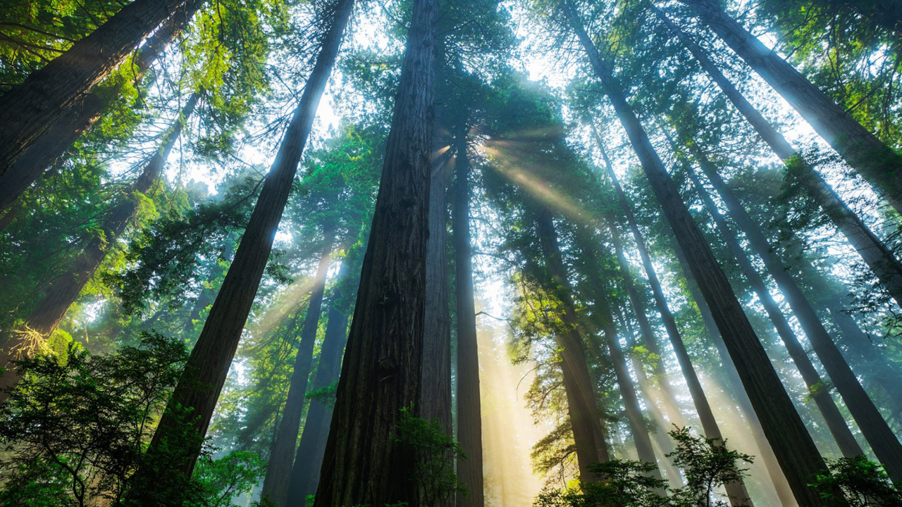 Обои Trees in Sequoia National Park 1280x720