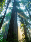 Обои Trees in Sequoia National Park 132x176