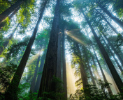 Trees in Sequoia National Park wallpaper 176x144