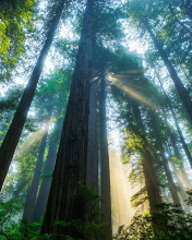 Обои Trees in Sequoia National Park 176x220