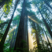 Fondo de pantalla Trees in Sequoia National Park 208x208