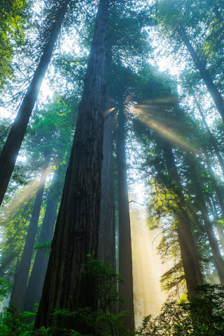 Trees in Sequoia National Park wallpaper 320x480