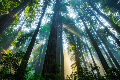 Обои Trees in Sequoia National Park 480x320