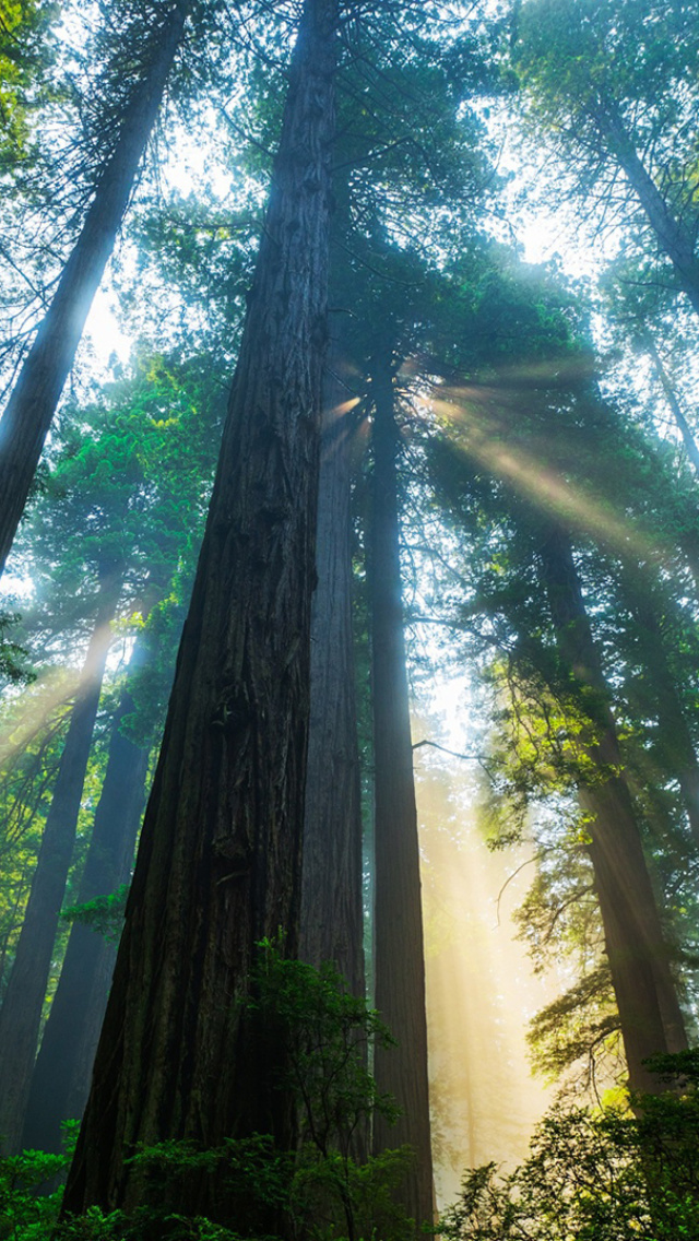 Trees in Sequoia National Park wallpaper 640x1136