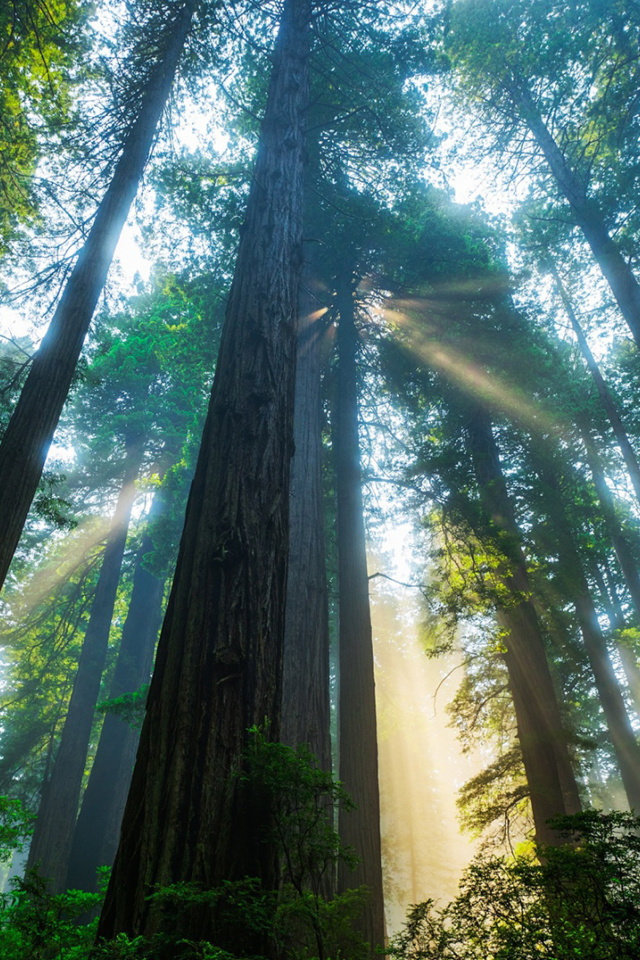 Sfondi Trees in Sequoia National Park 640x960