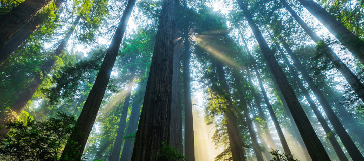 Das Trees in Sequoia National Park Wallpaper 720x320