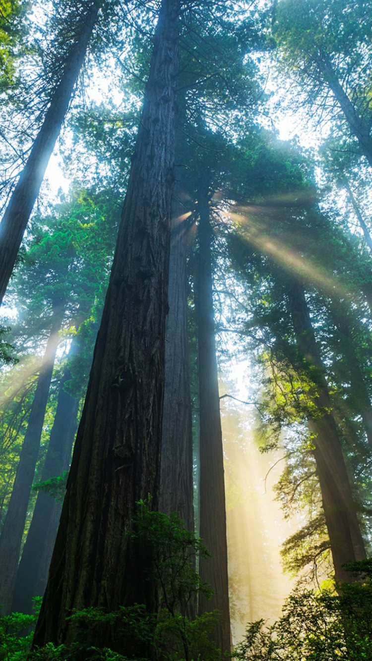 Trees in Sequoia National Park wallpaper 750x1334