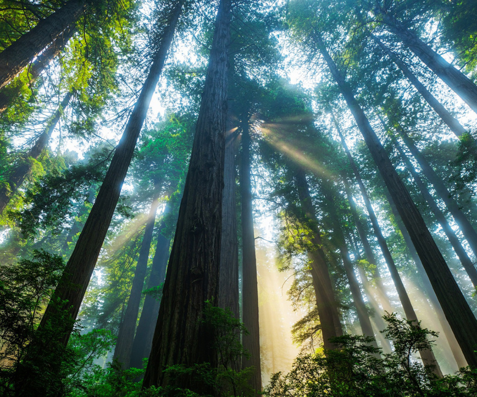 Trees in Sequoia National Park screenshot #1 960x800