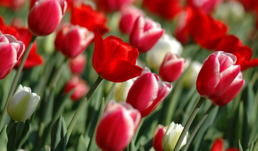 Sfondi Red Tulips 1024x600