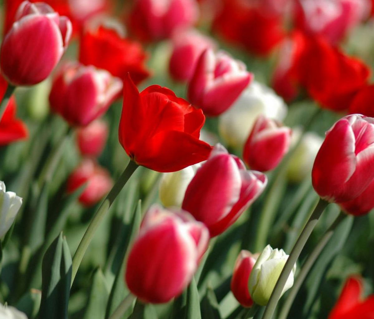 Red Tulips wallpaper 1200x1024