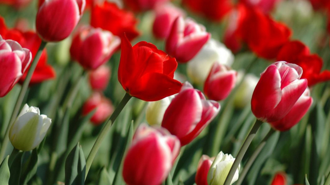 Red Tulips wallpaper 1280x720