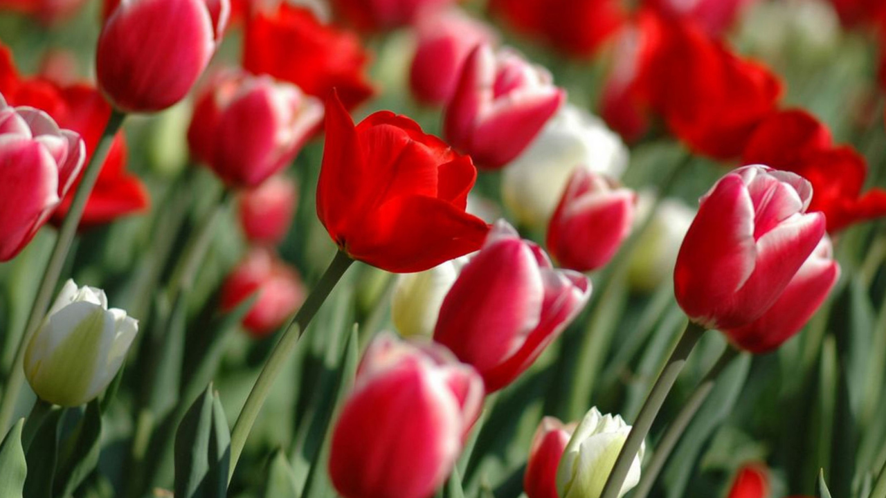 Fondo de pantalla Red Tulips 1280x720