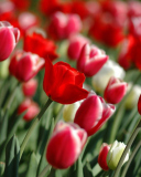 Red Tulips screenshot #1 128x160