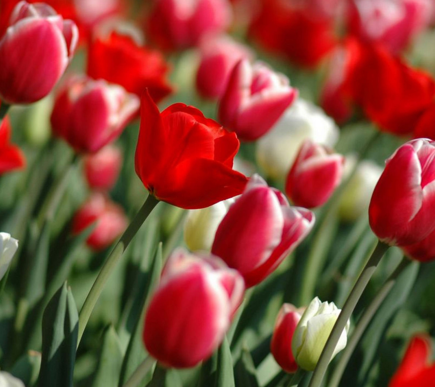 Red Tulips wallpaper 1440x1280