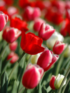 Red Tulips wallpaper 240x320