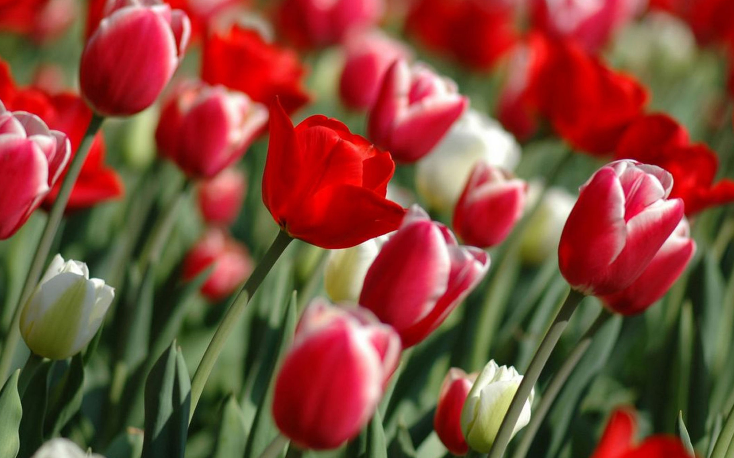 Red Tulips wallpaper 2560x1600