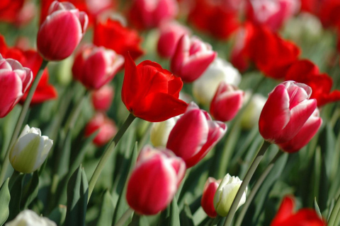 Red Tulips wallpaper 480x320