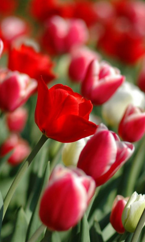 Screenshot №1 pro téma Red Tulips 480x800