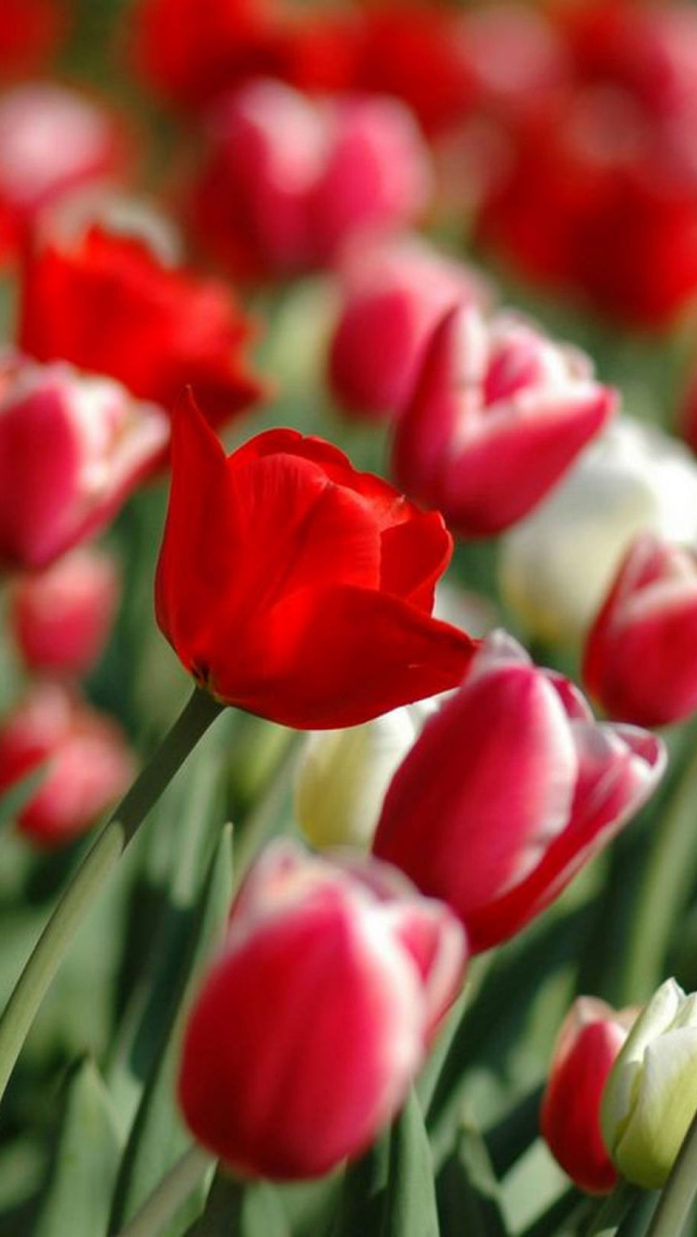 Das Red Tulips Wallpaper 640x1136