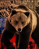 Обои Russian Bear on Flag Background 128x160