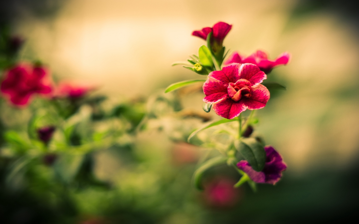 Das Macro Spring Flower HD Wallpaper 1440x900