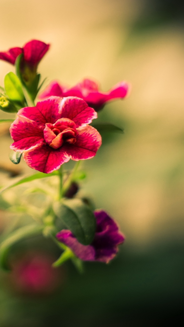 Обои Macro Spring Flower HD 640x1136