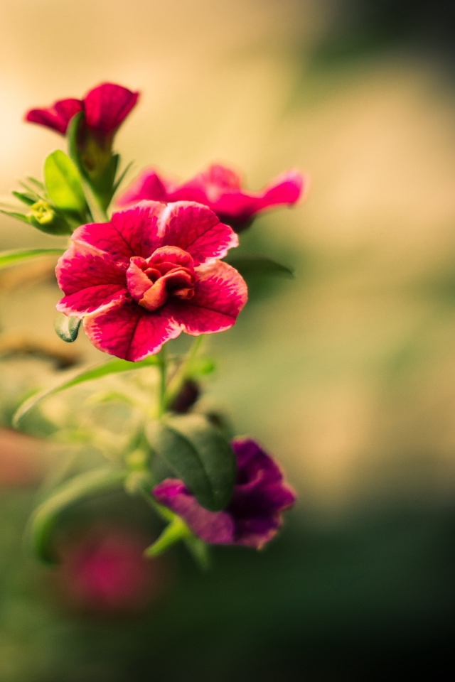 Обои Macro Spring Flower HD 640x960