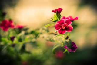 Macro Spring Flower HD Wallpaper for Android, iPhone and iPad