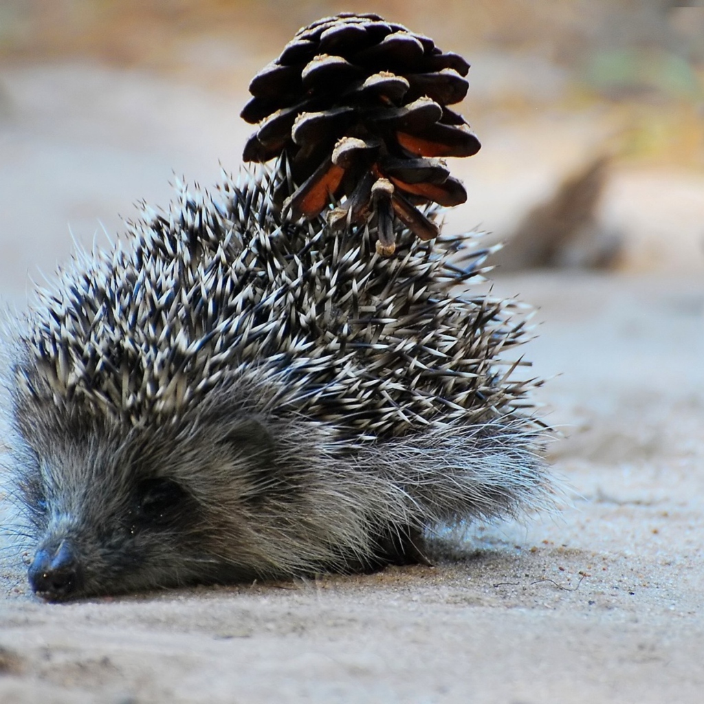 Hedgehog With Pine Cone wallpaper 1024x1024