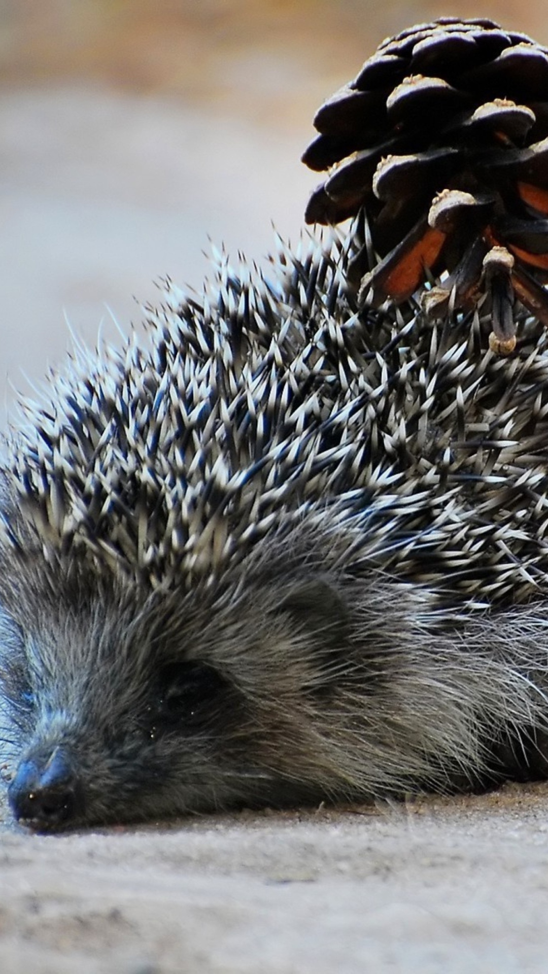 Sfondi Hedgehog With Pine Cone 1080x1920