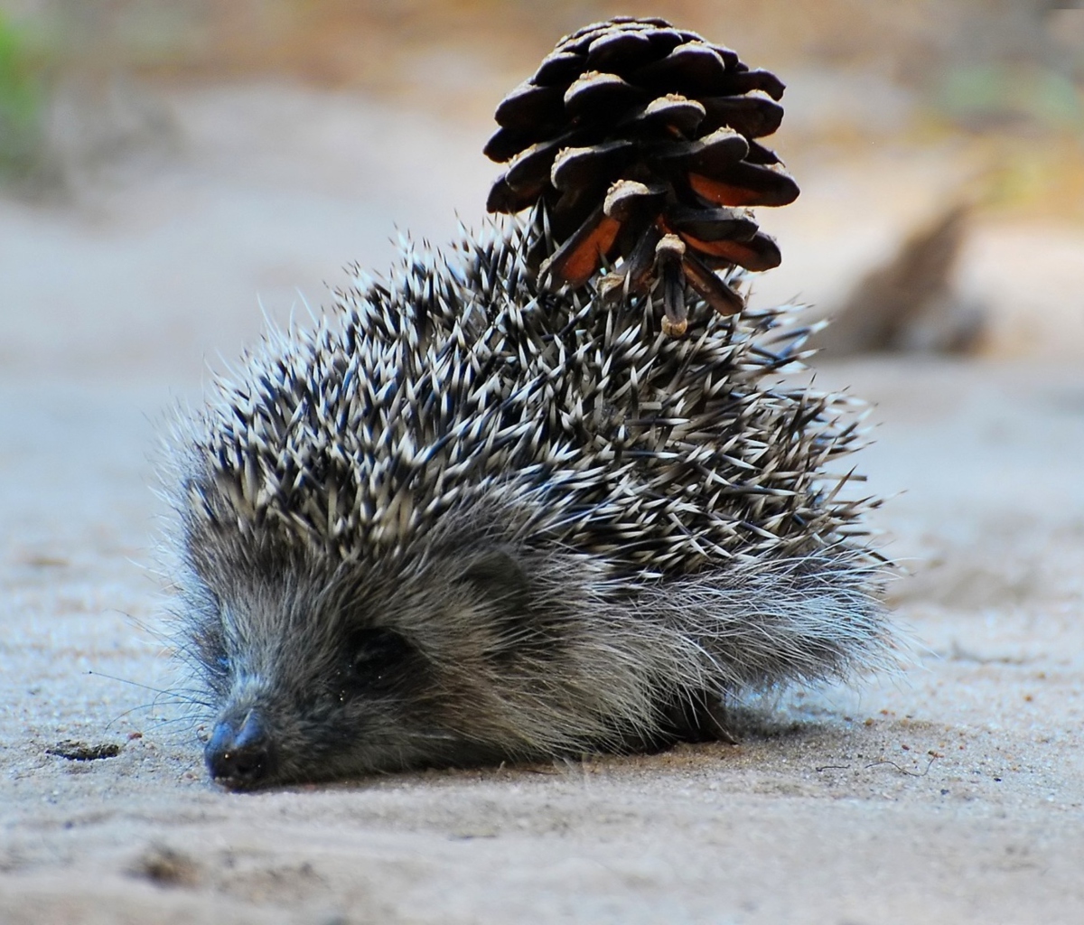 Hedgehog With Pine Cone wallpaper 1200x1024