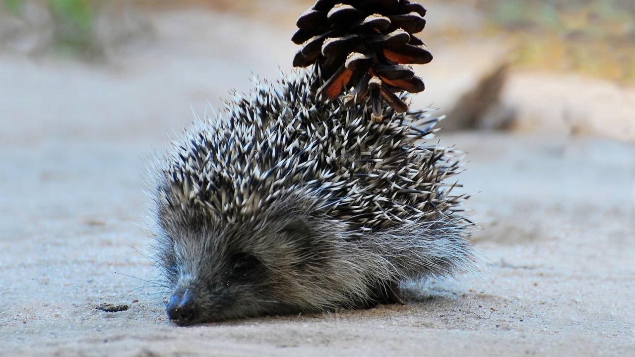 Обои Hedgehog With Pine Cone 1280x720
