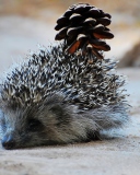 Hedgehog With Pine Cone wallpaper 128x160