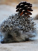 Обои Hedgehog With Pine Cone 132x176