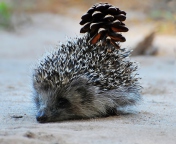 Hedgehog With Pine Cone wallpaper 176x144
