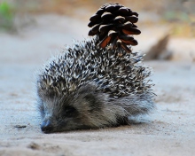 Hedgehog With Pine Cone wallpaper 220x176