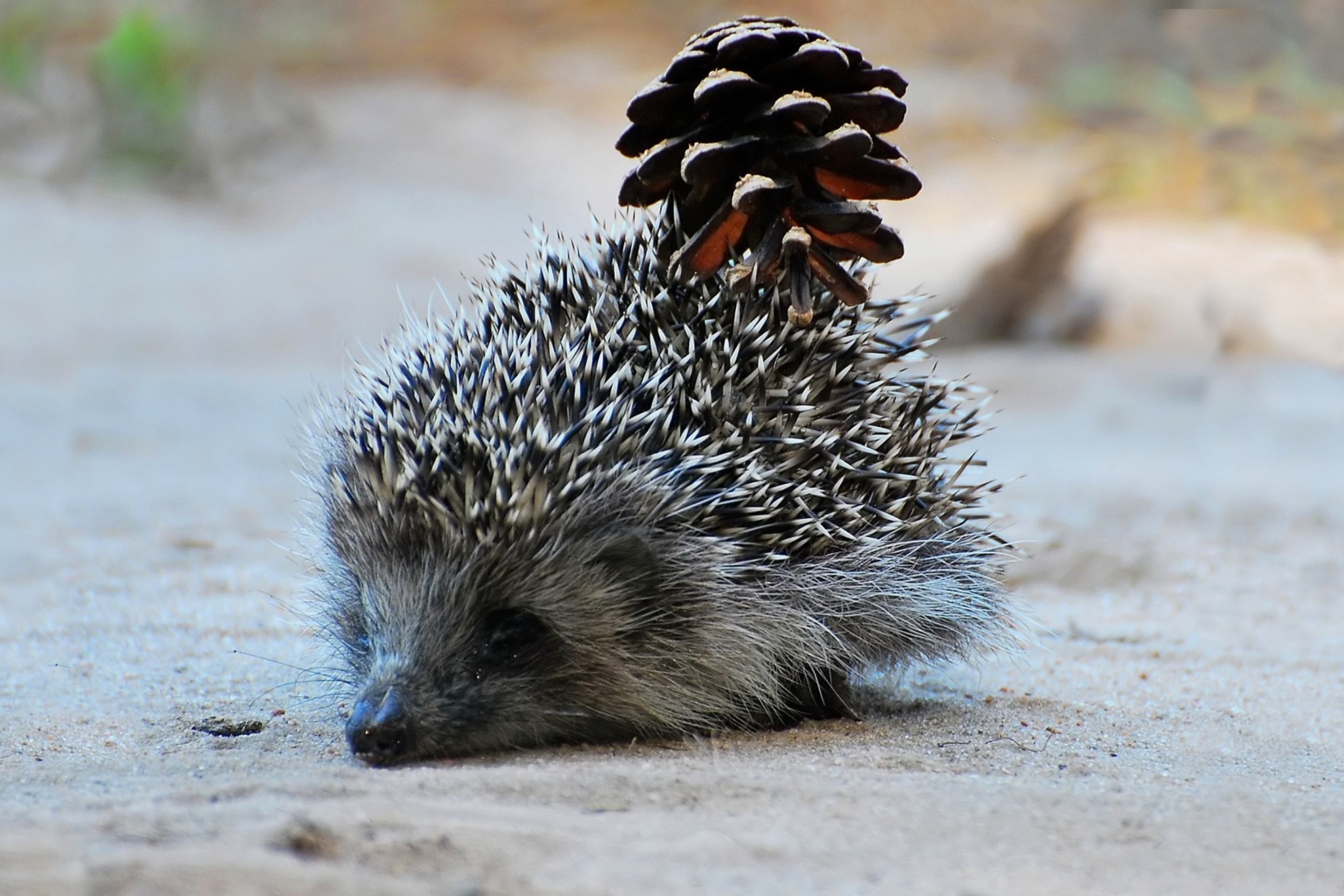 Hedgehog With Pine Cone wallpaper 2880x1920